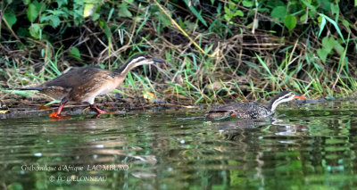 249 African Finfoot.JPG