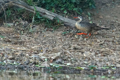 250 African Finfoot.JPG