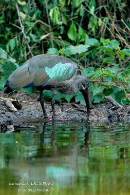 251 Hadada Ibis.JPG
