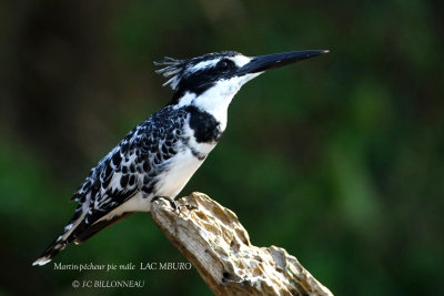 252 Pied Kingfisher male.JPG