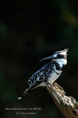 253 Pied Kingfisher male.JPG