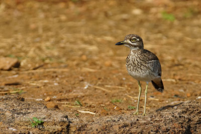 254 Water Thick-knee.JPG