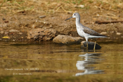 255 Marsh Sandpiper.JPG