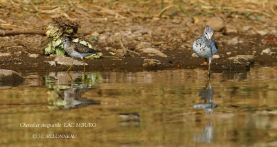 256 Marsh Sandpiper.JPG