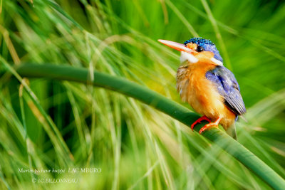 258 Malachite Kingfisher.JPG