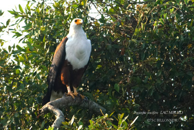 259 African Fish Eagle.JPG