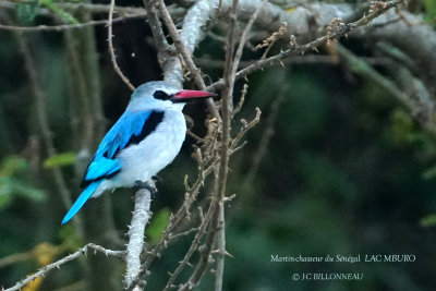260 Woodland Kingfisher.JPG