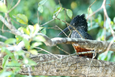 261 Giant Kingfisher.JPG