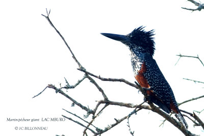 262 Giant Kingfisher.JPG