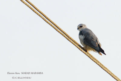 264 Black-winged Kite.JPG