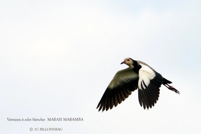 265 Long-toed Lapwing.JPG