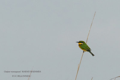 266 Cinnamon-chested Bee-eater.JPG