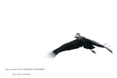 267 Shoebill.JPG