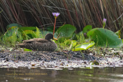 269 Yellow-billed Duck.JPG