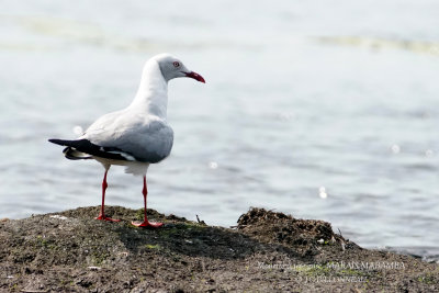 271 Grey-headed Gull.JPG