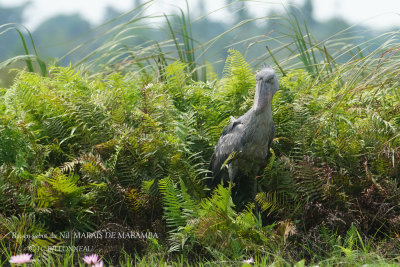 273 Shoebill.JPG