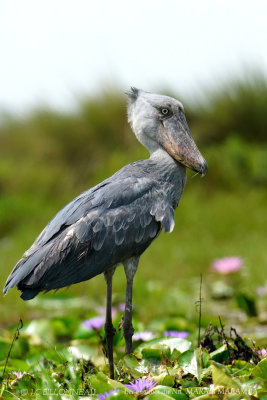 274 Shoebill.JPG