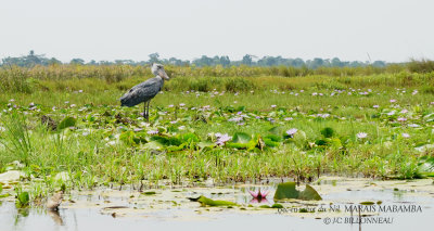 276 Shoebill.JPG