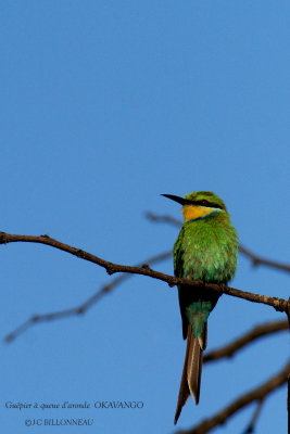 035 Swallow-tailed Bee-eater.jpg