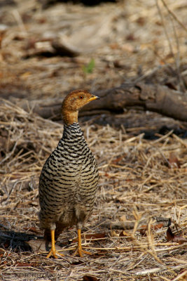 036 Coqui Francolin male.jpg