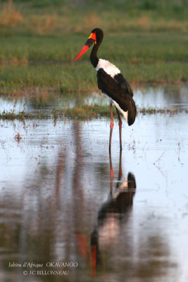 038 Saddle-billed Stork.jpg