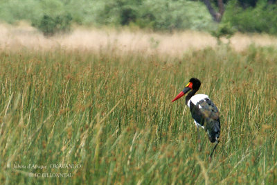 040 Saddle-billed Stork.jpg