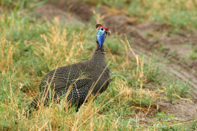 041 Helmeted Guineafowl.jpg