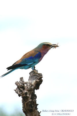 042 Lilac-breasted Roller.jpg