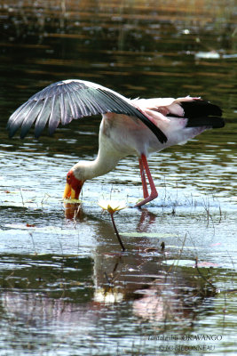 043 Yellow-billed Stork.jpg