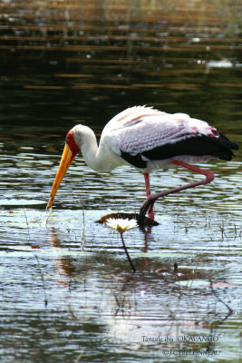 044 Yellow-billed Stork.jpg