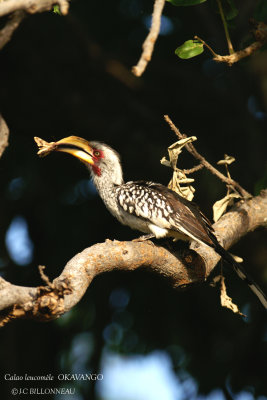 045 Southern Yellow-billed Hornbill.jpg