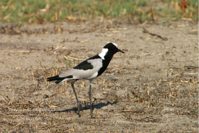 046  Blacksmith Lapwing.jpg