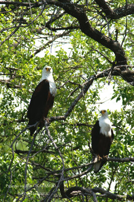 048 African Fish Eagle.jpg