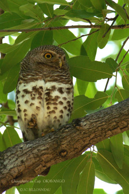 049 African Barred Owlet.jpg