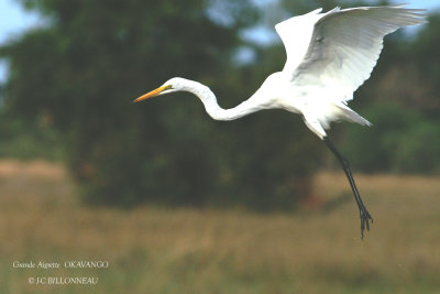 051 Great Egret.jpg