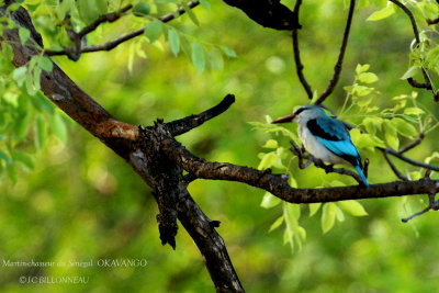 052 Woodland Kingfisher.jpg