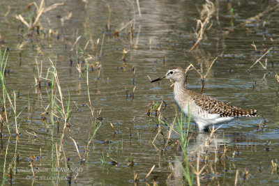 053 Wood Sandpiper.jpg