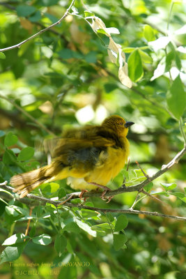 054 holub's Golden Weaver female.jpg