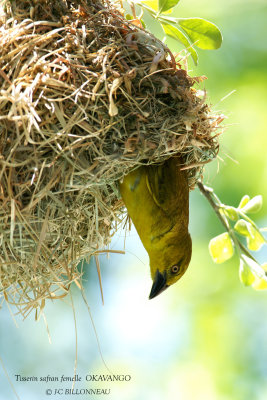 055 Holub's Golden Weaver female.jpg