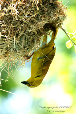 056 Holub's Golden Weaver female.jpg