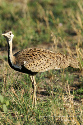 060 Black_bellied Bustard male.jpg