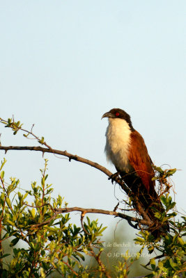 061 Burchell's Coucal.jpg