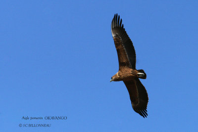 062 Lesser Spotted Eagle.jpg