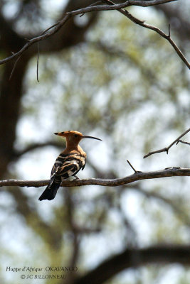 063 African Hoopoe.jpg