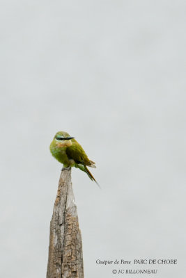 064 Blue-cheeked Bee-eater.JPG