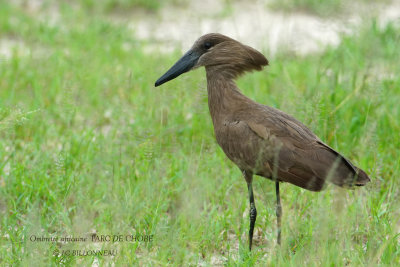 066 Hamerkop.JPG