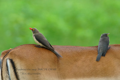 068 Red-billed Oxpecker.JPG