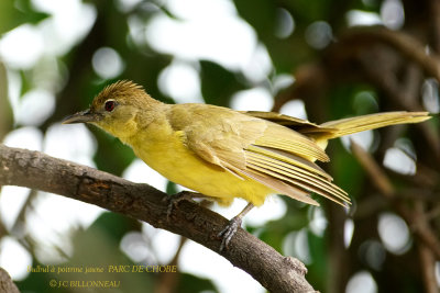 070 Yellow-bellied Greenbul.JPG