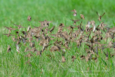 073 Red-billed Quelea.JPG