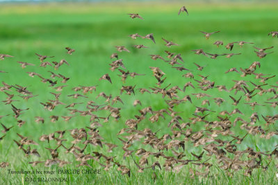 074 Red-billed Quelea.JPG